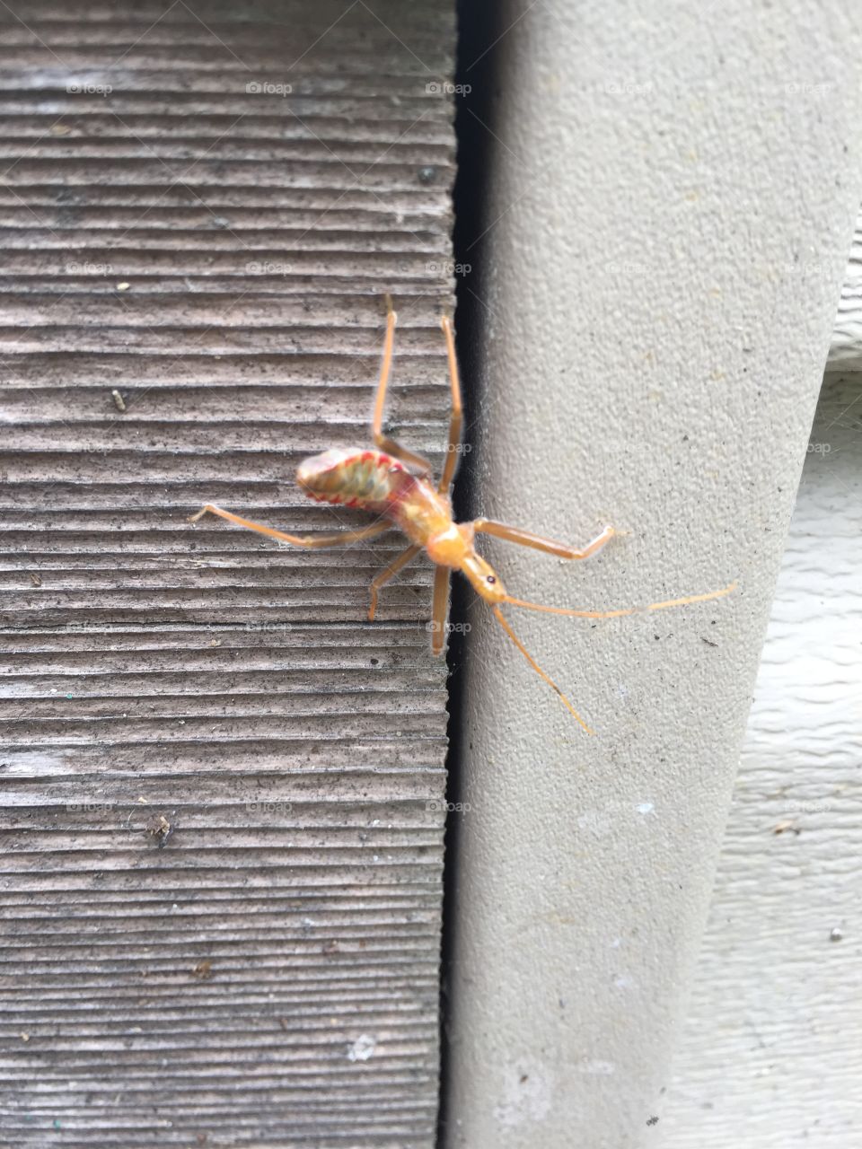 Assassin bug juvenile