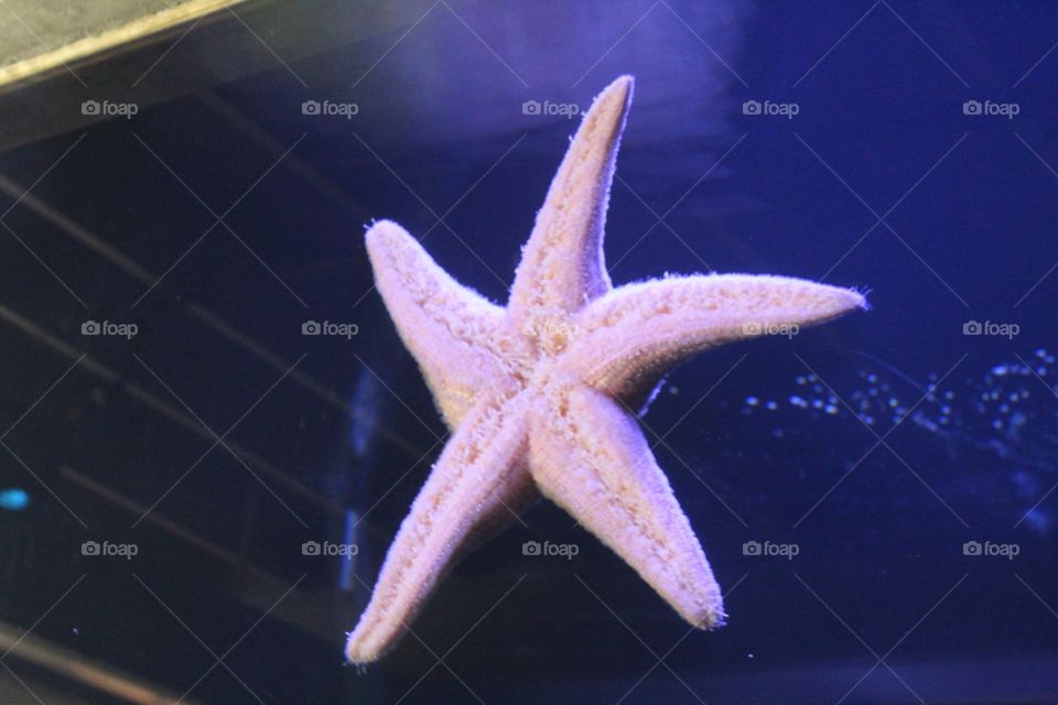 Sea star
