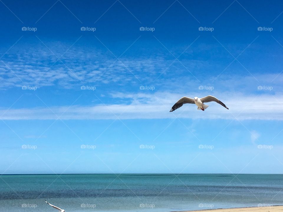 Seagulls flying over sea