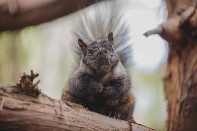 Mammal, Wildlife, Nature, Portrait, Outdoors
