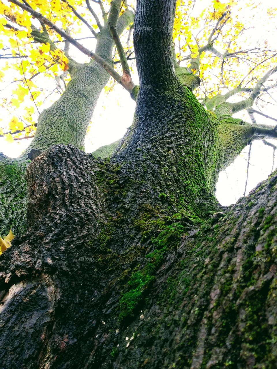Looking up the trunk of a mossy fall tree.