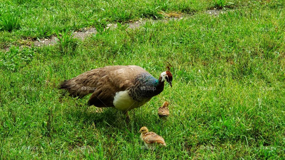 Peacock female and babies