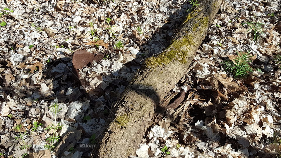 nature taking back a bucket