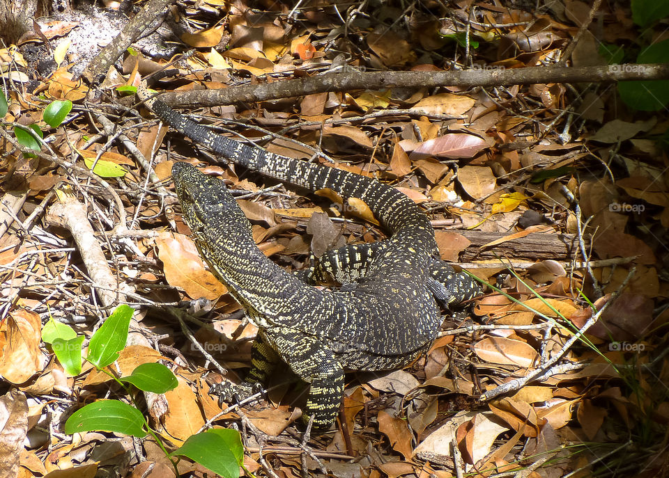 Lace monitor 