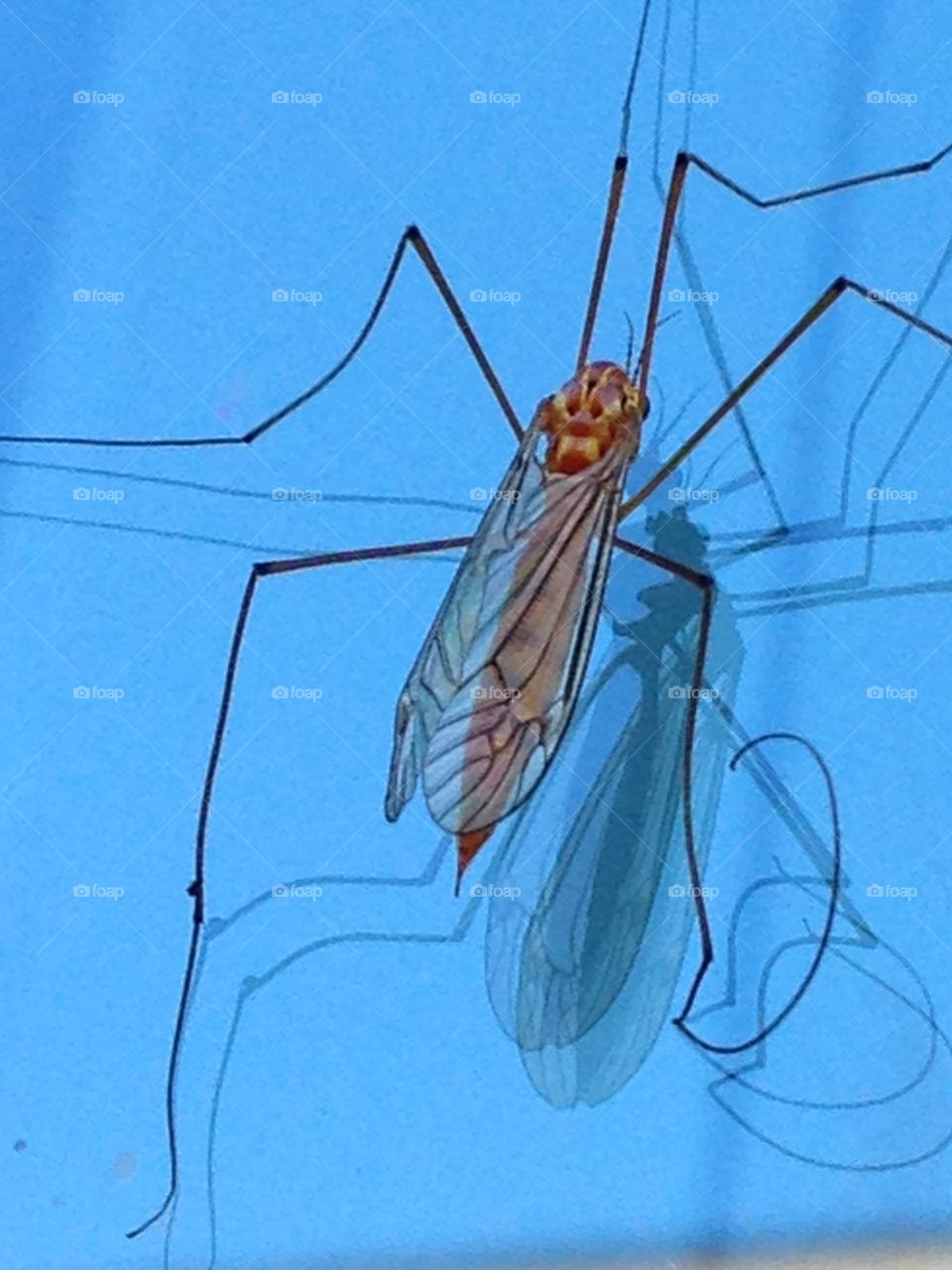 Please fly away. Insect on home window