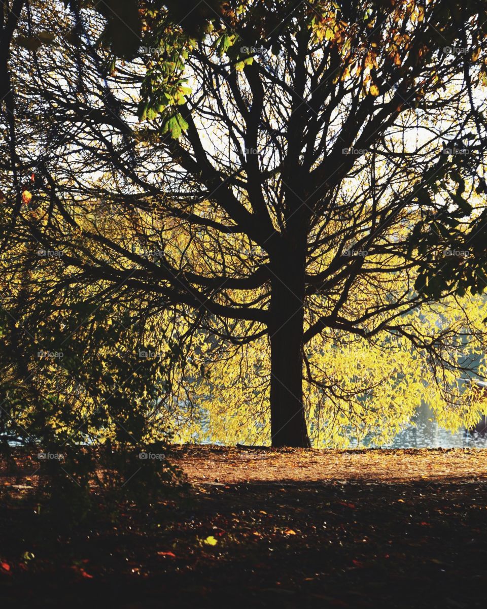 Autumn tree