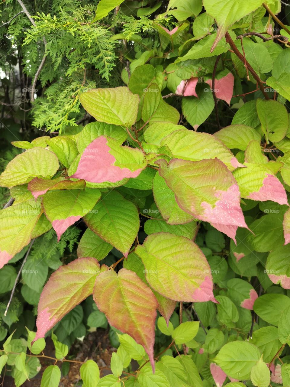 multicolored leaf