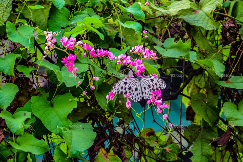 flower & butterfly 🦋