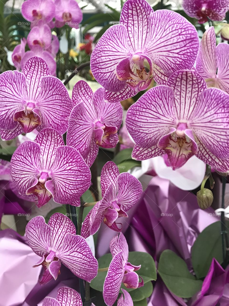 Beleza em orquídeas. 