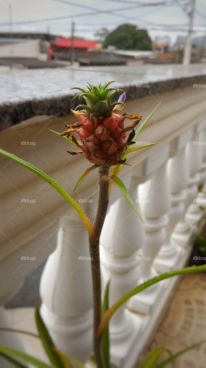 Little pineapple