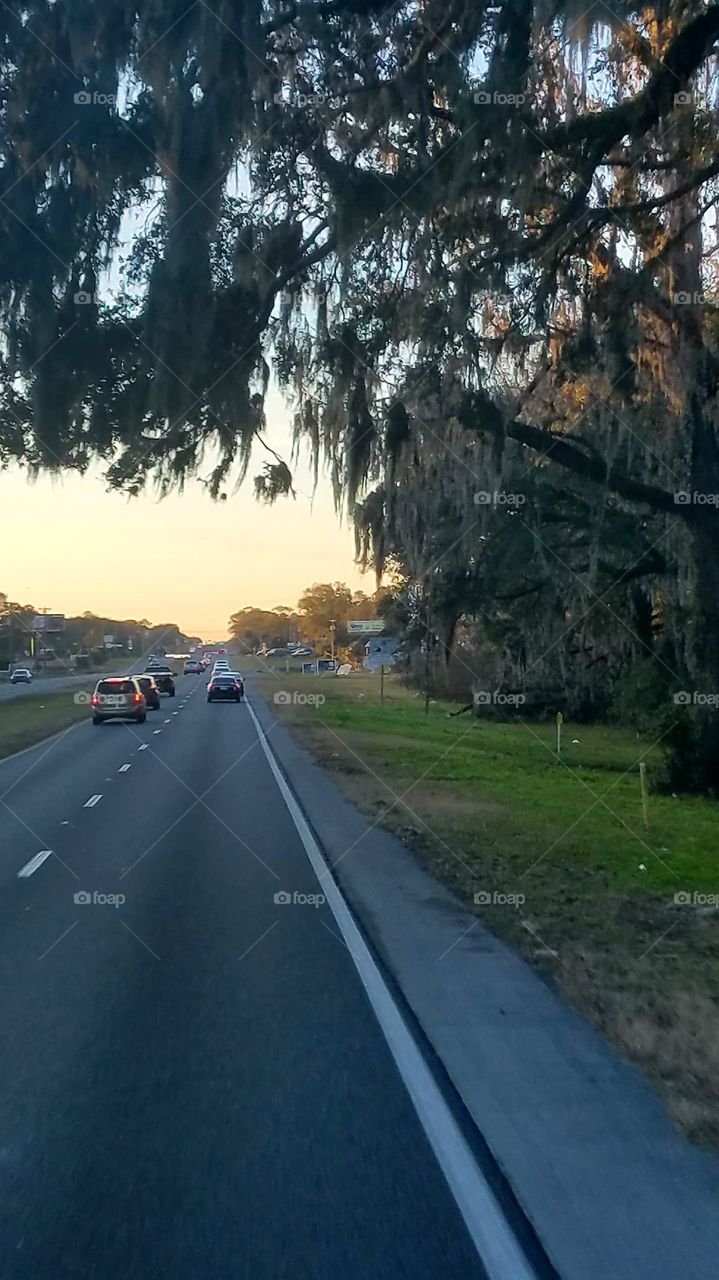 Live Oak full of Spanish moss overhanging Road in Florida