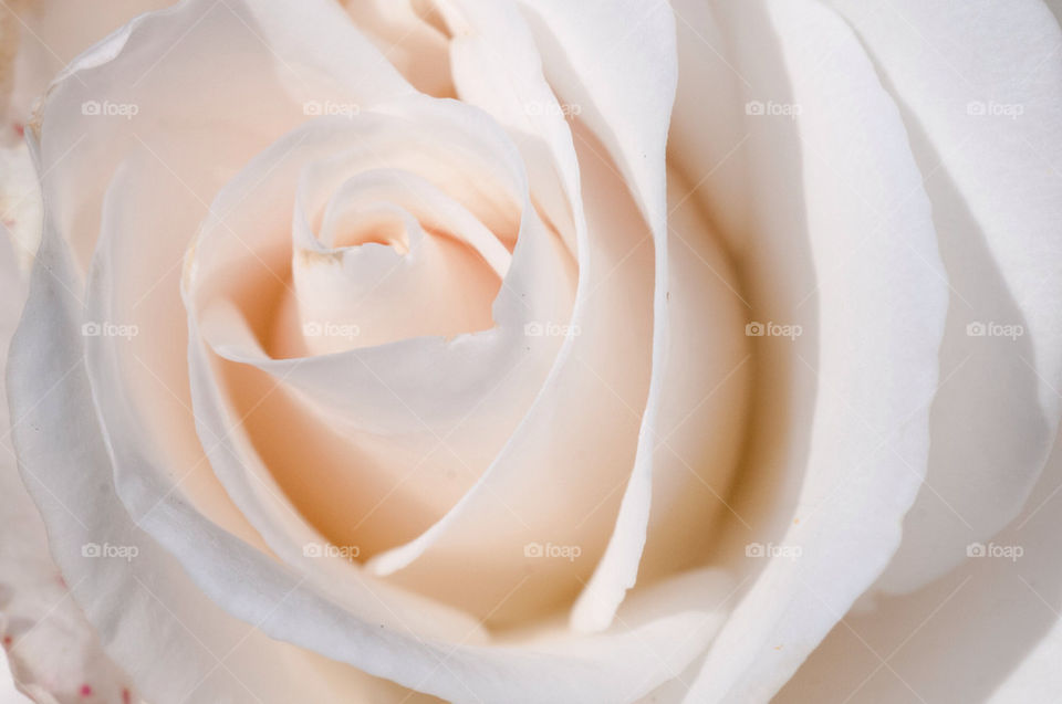 flowers garden white rose by photocatseyes