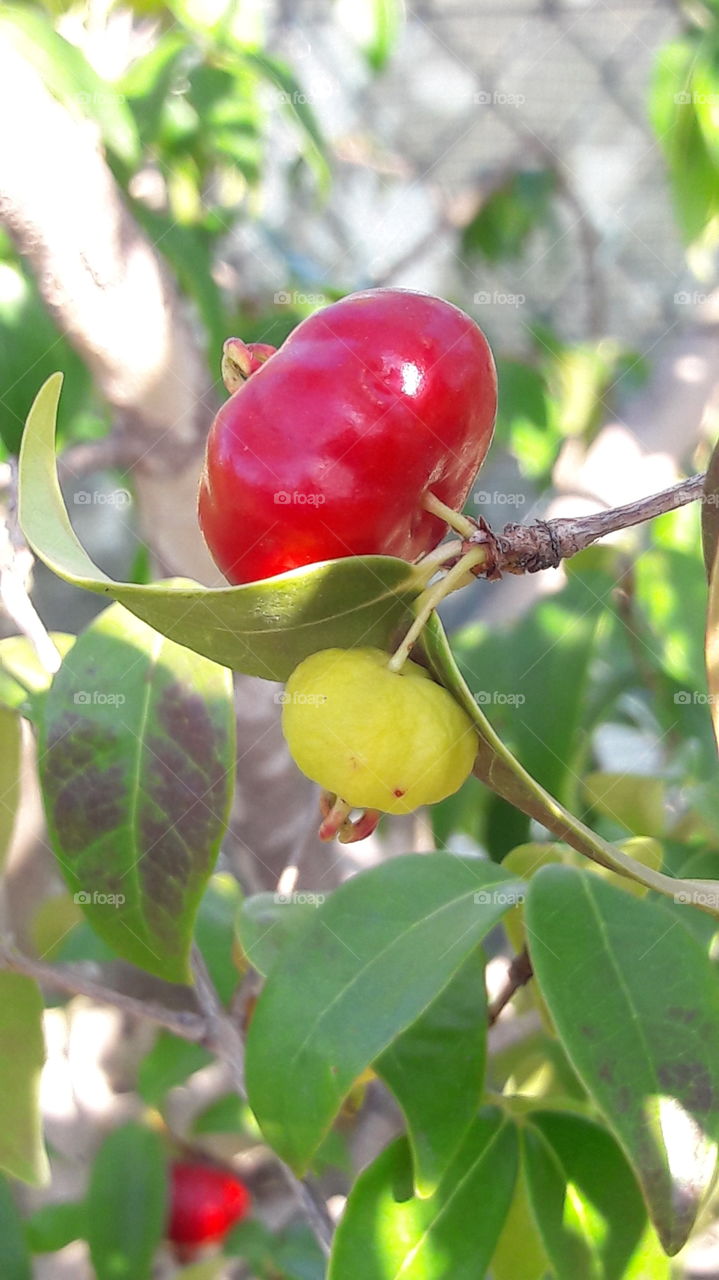 Nature, Leaf, No Person, Tree, Fruit