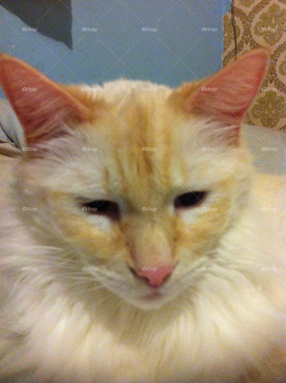 Plays when not eating or sleeping