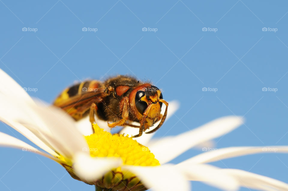 Daisy. Wasp
