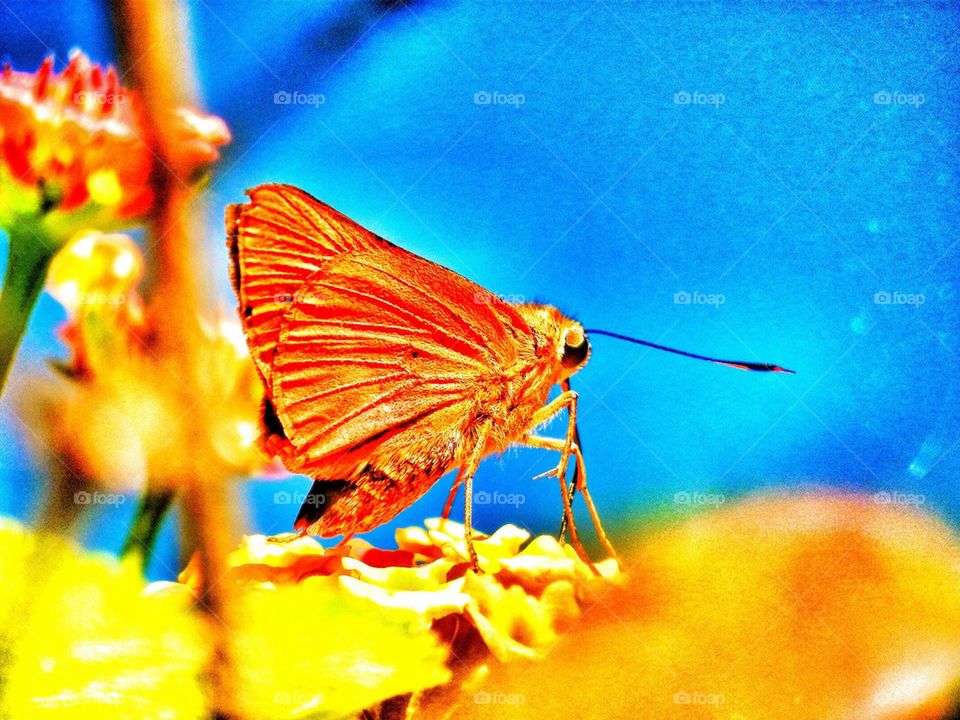 Butterfly