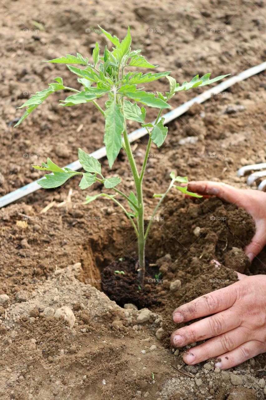 Plant Plants to Celebrate Earth Day