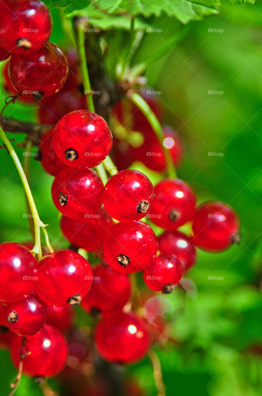 red currant. ripe organic red currant close up