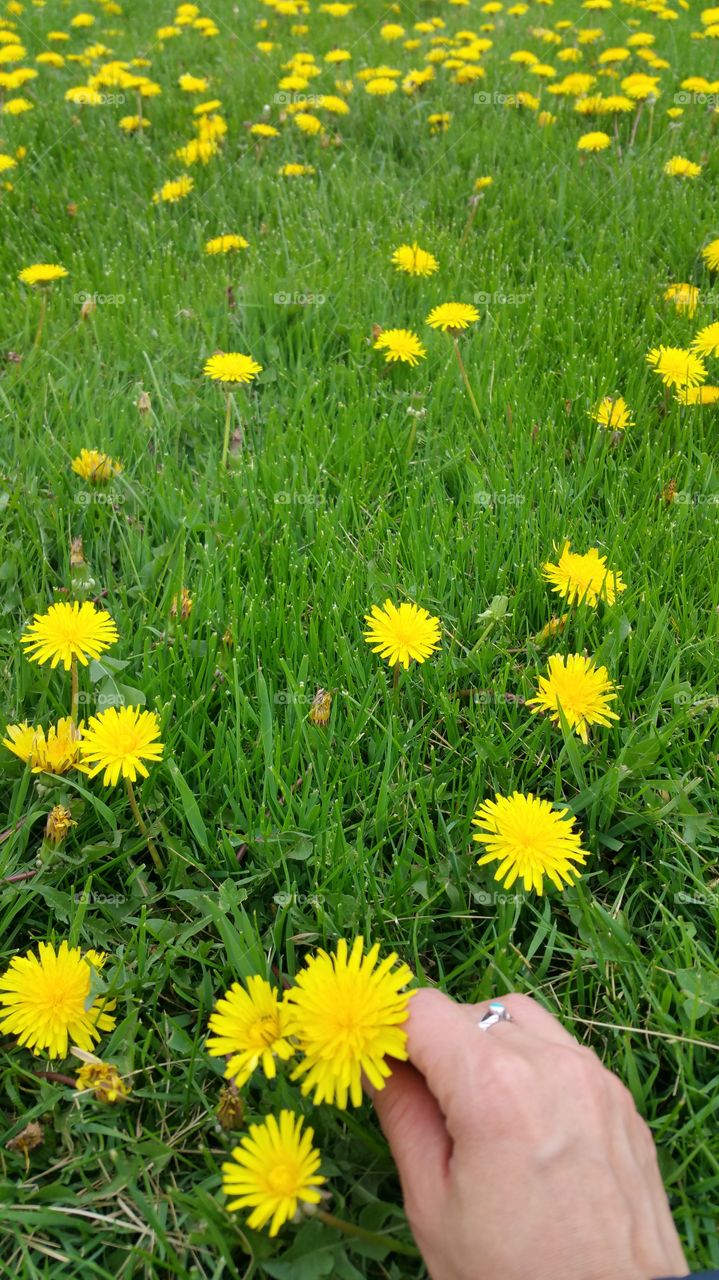 flower picking on a gloomy morning