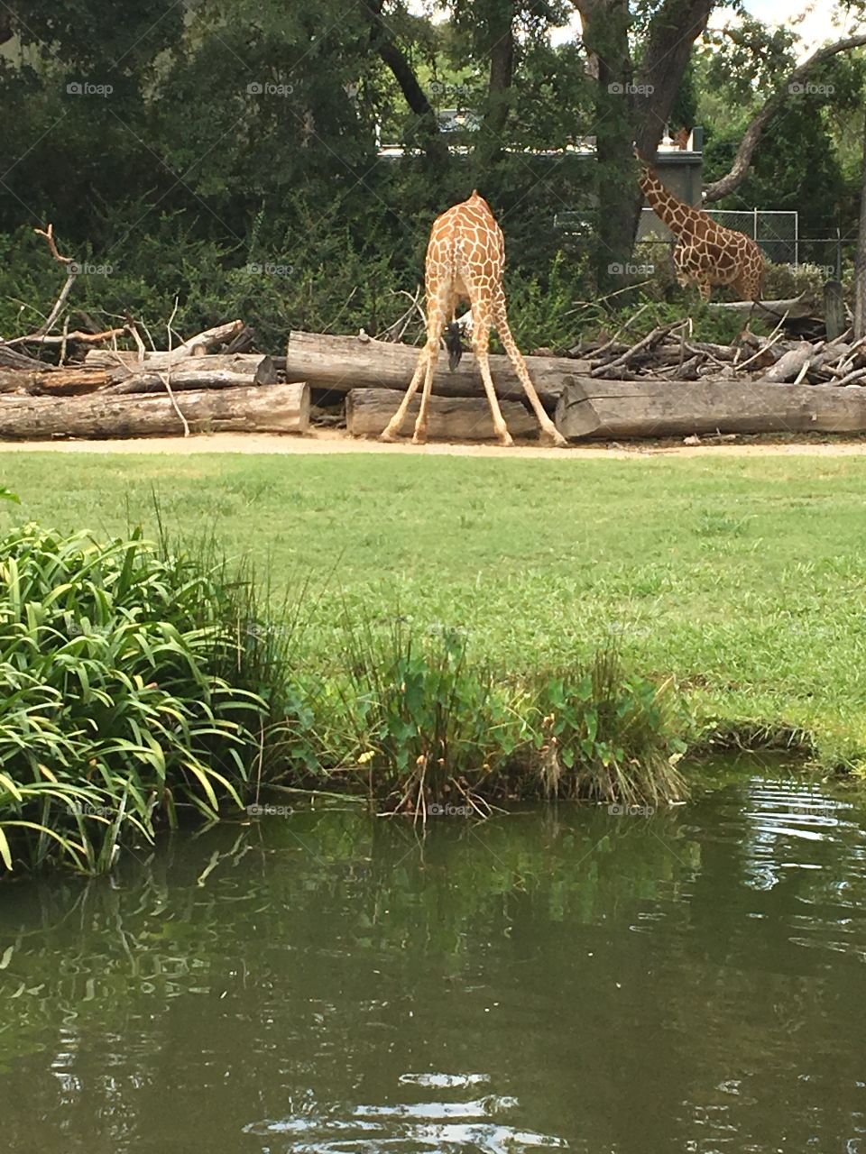 Giraffe at Fort Worth zoo