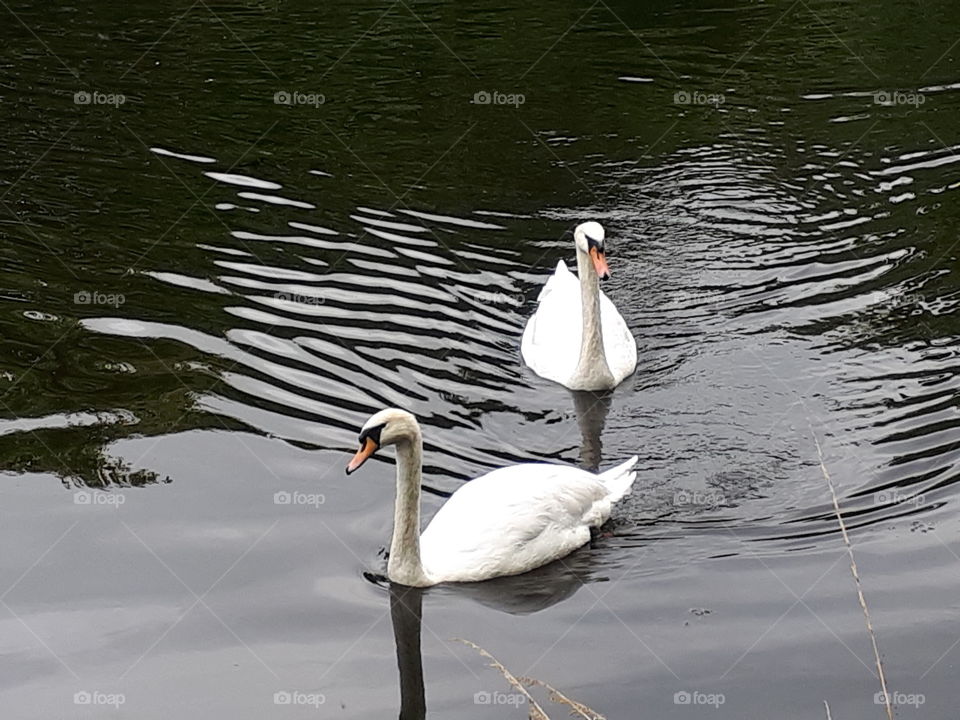 Two Beautiful Swans