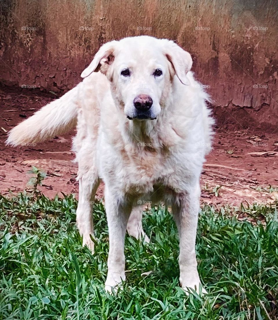 Teddy, o cão atento. (Teddy, my friend dog).
Faça chuva ou faça sol, ele sempre está alerta!
🐶 
#dog #cachorro #pet #animal