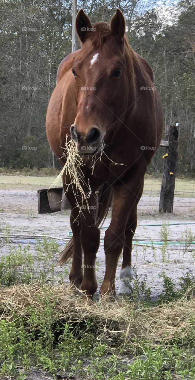 Harley the horse nibbling on hay