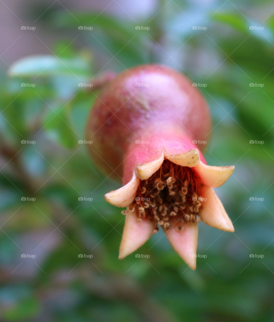 A pomegranate plant.
