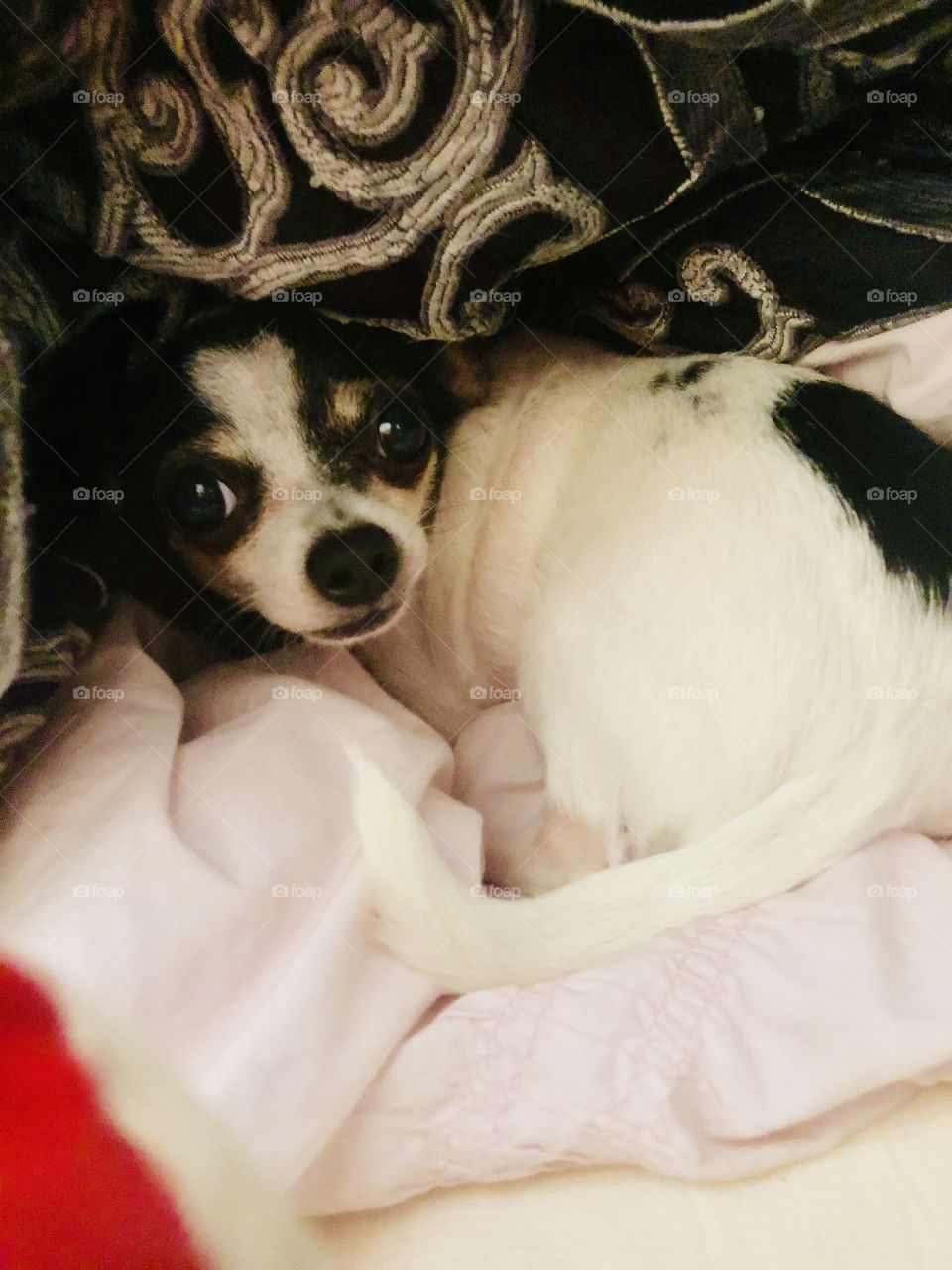 My dog karma under the blankets 