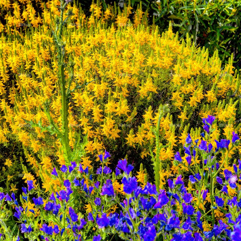 Flowers, yellow and violet