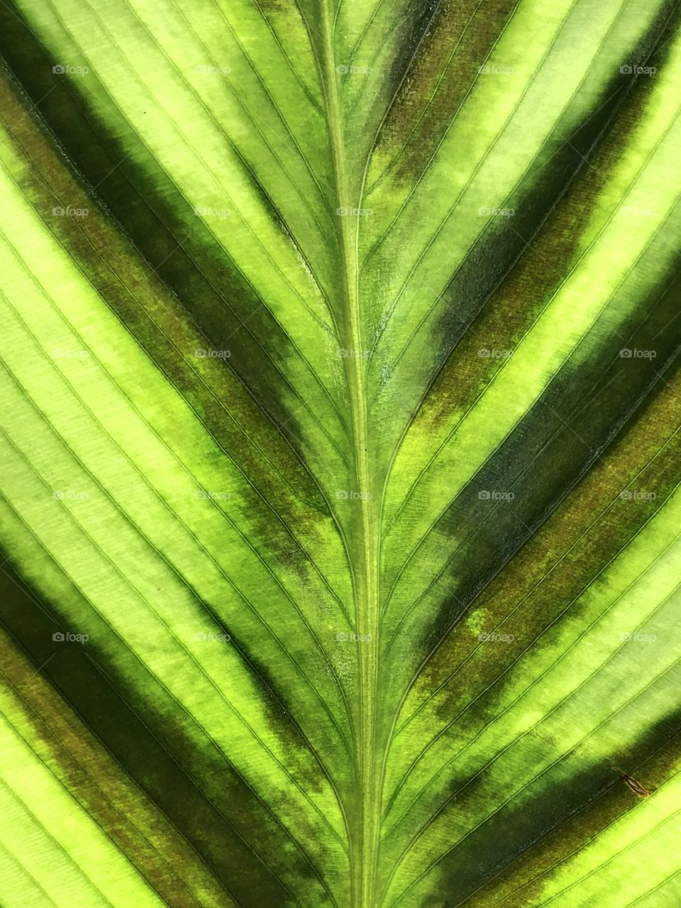 Leaf