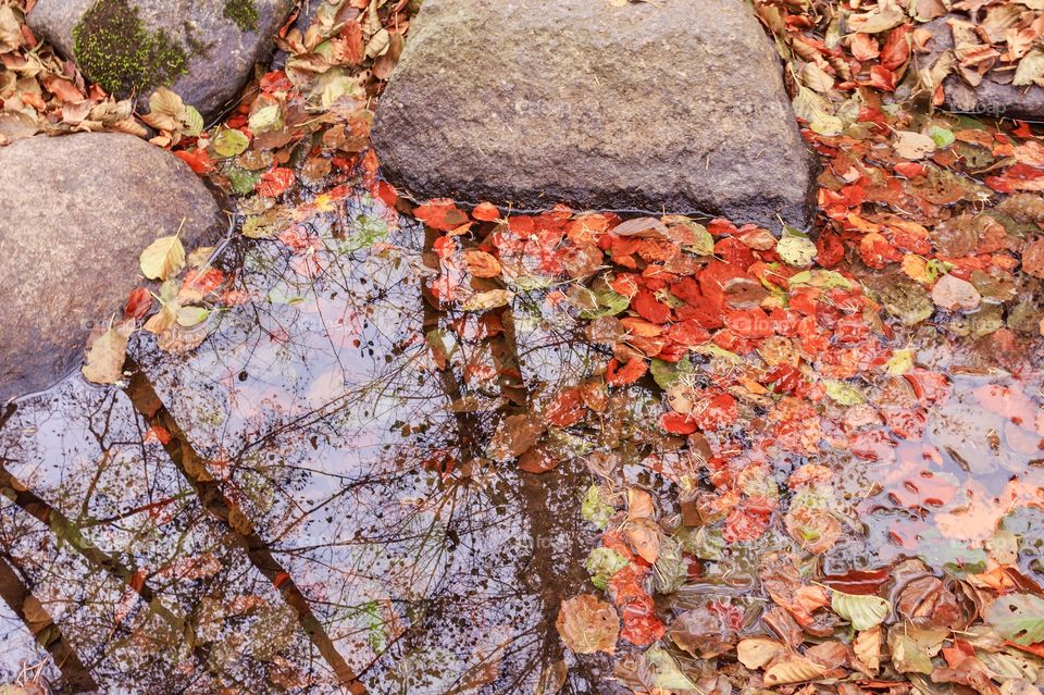 Autumn leaves and reflections of trees in the water of river