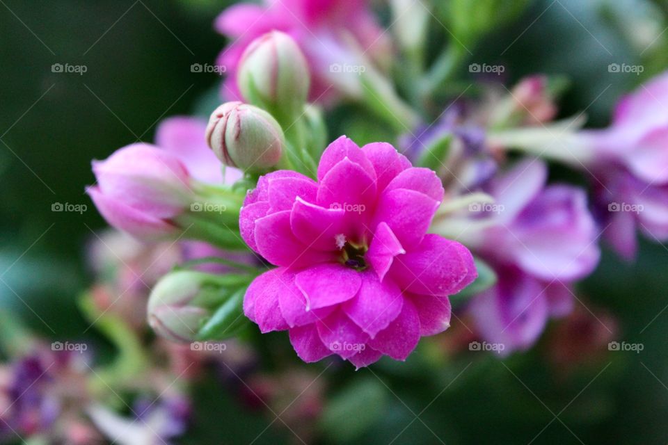 Macro flower, Pink Flower, Nature Beauty 