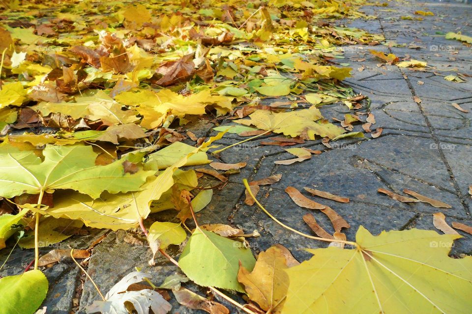 yellow autumn leaves