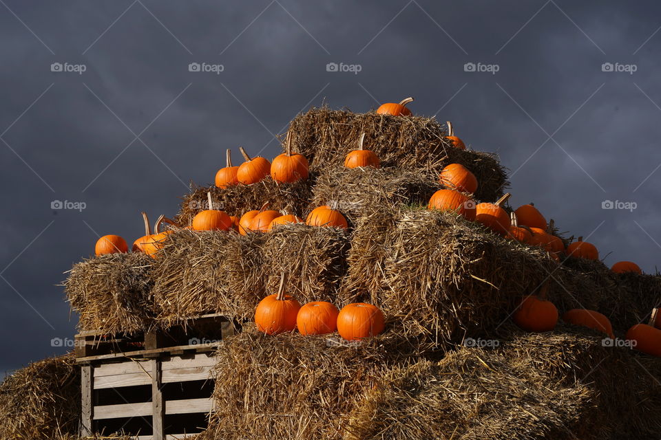 Pumpkins on haystacks