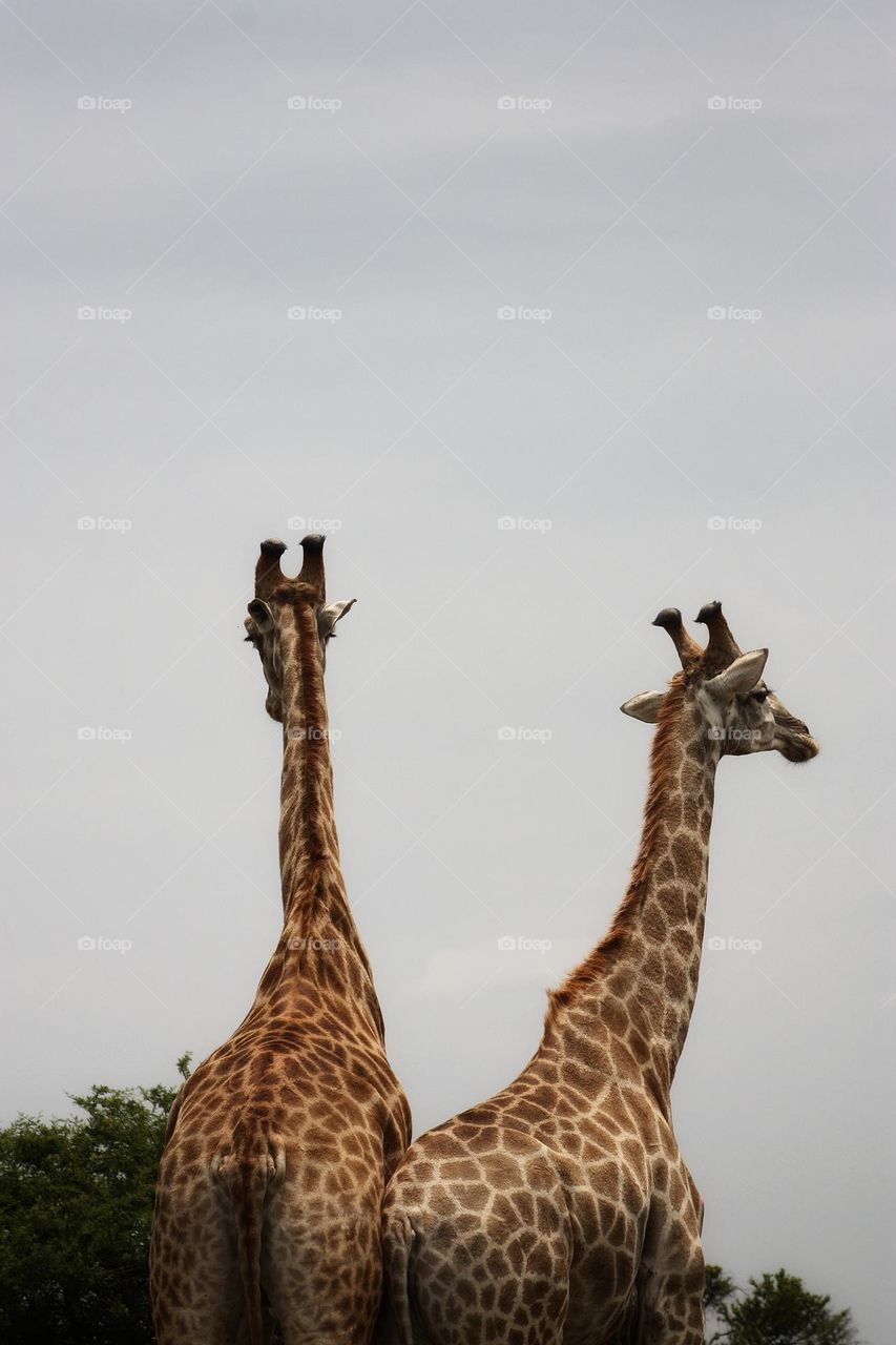 Giraffe towering over everything