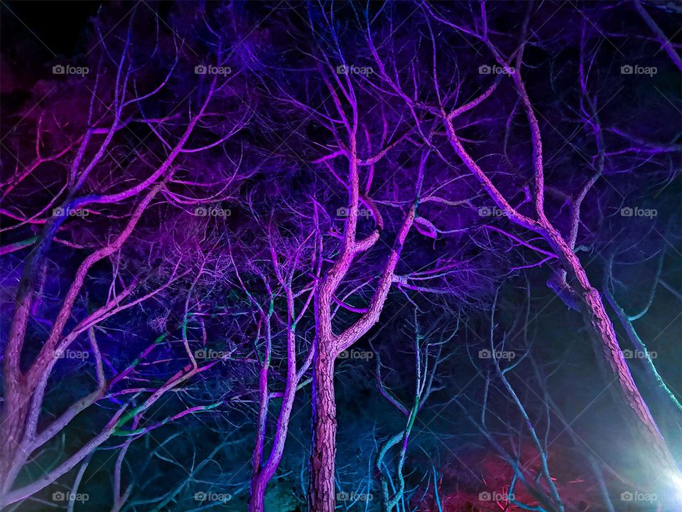 The purple trees