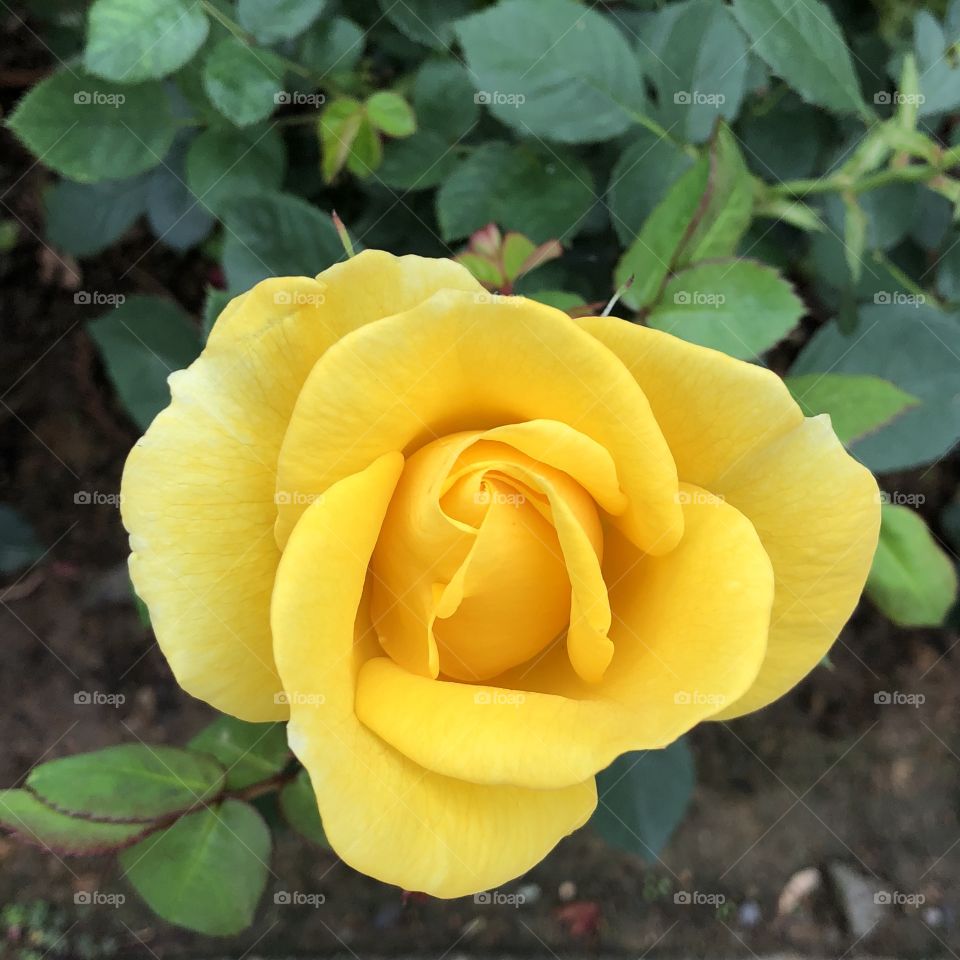 Yellow rose