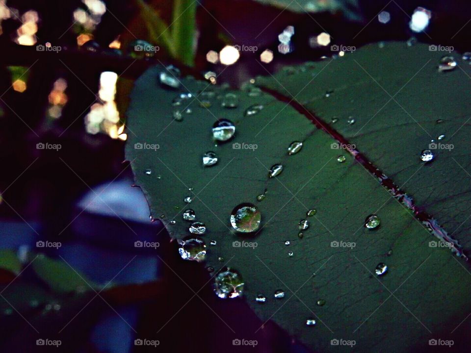 Rain drops on the leaves