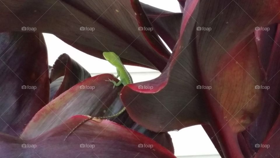 Gecko in the Ti Leaves