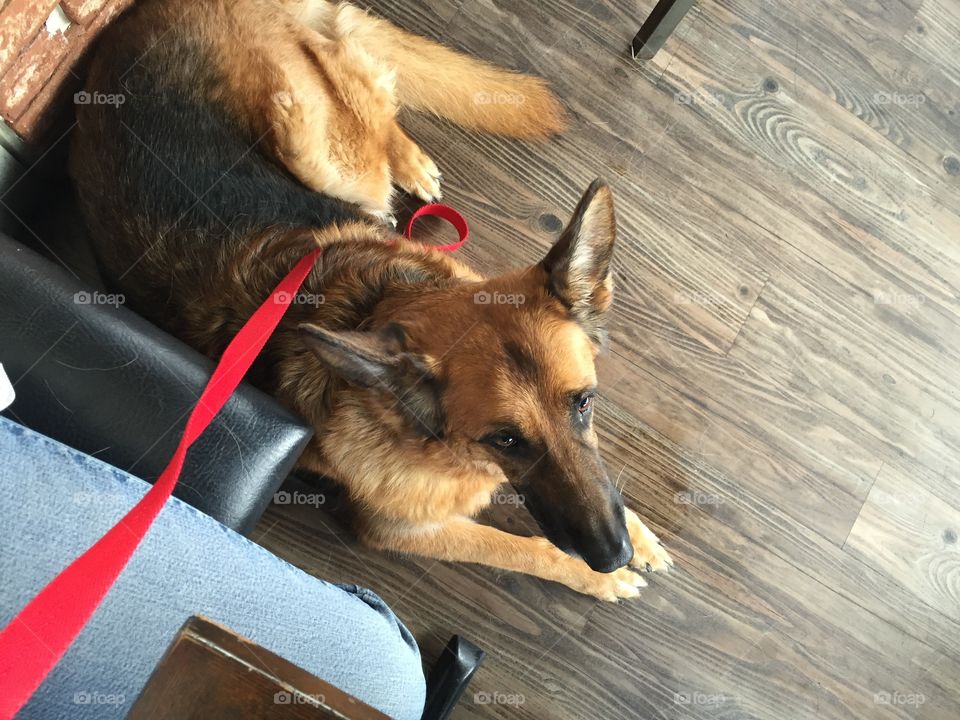 Dog sitting near the chair