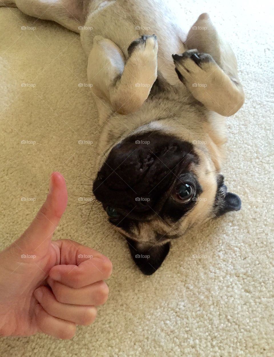 Belly rubs are a thumbs up for this pug!