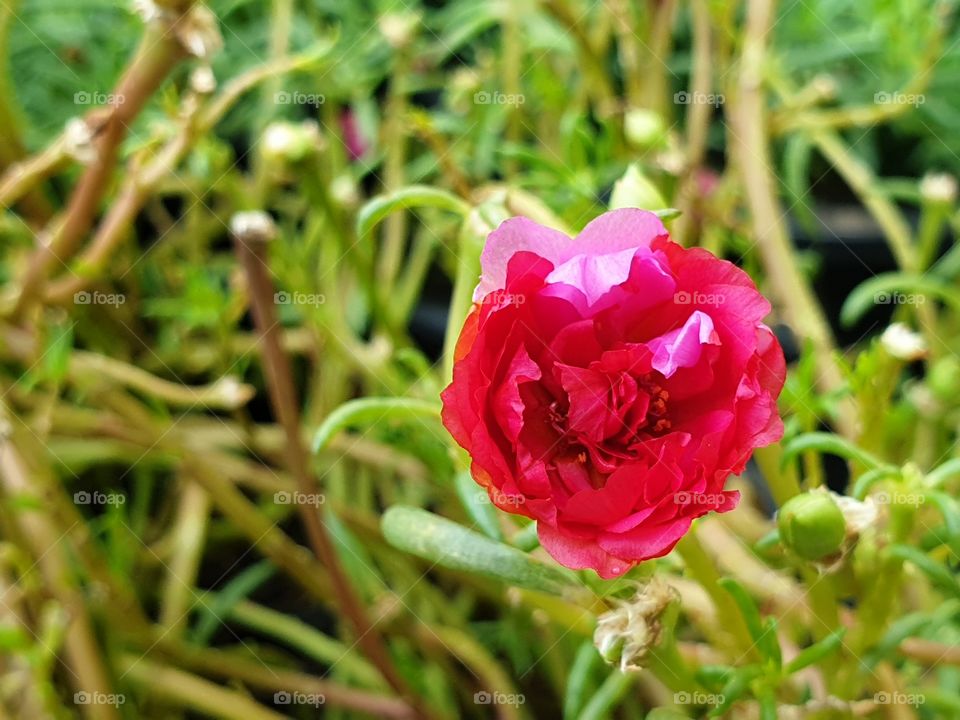 the portulaca grandiflora