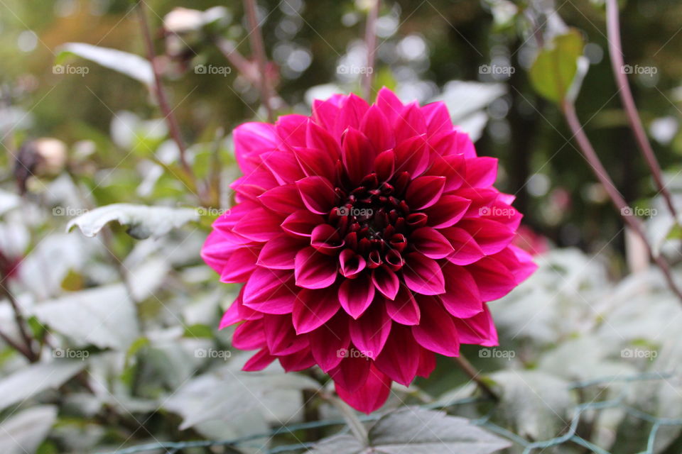 The perfect dahlia