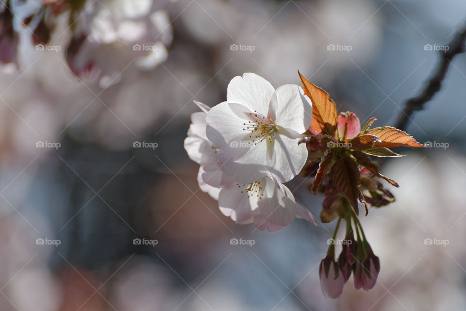 Simple beauty of cherry blossoms