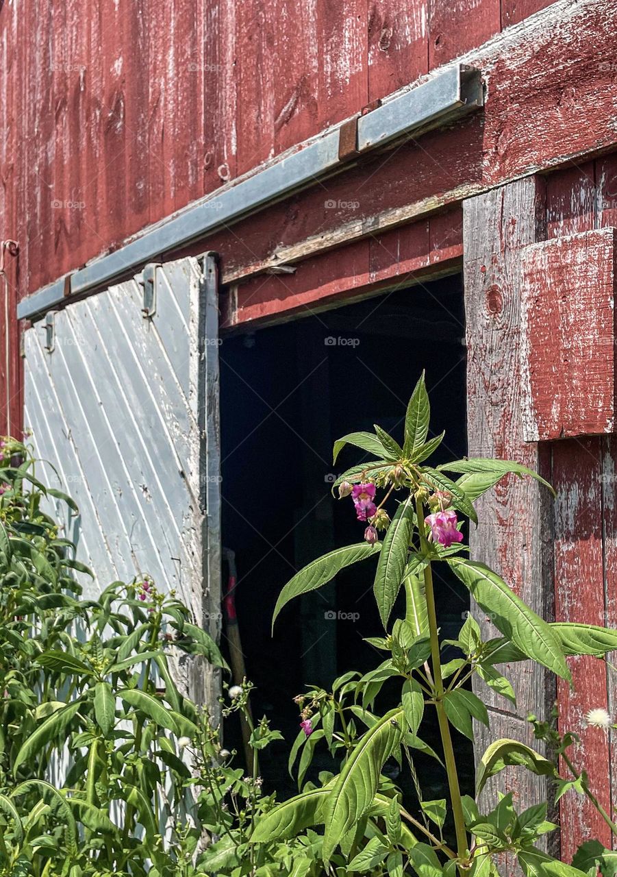 “The Open Door.” Shadows within a barn are revealed beyond colorful overgrowth.