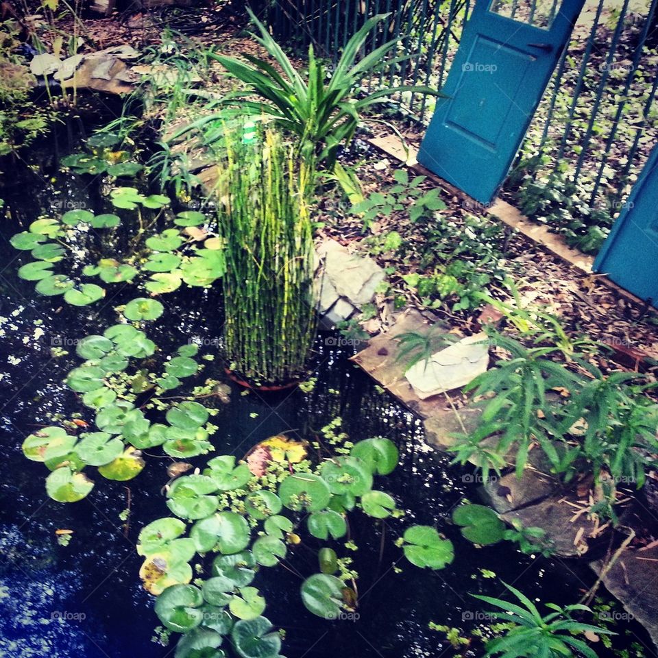 Lilly pads 