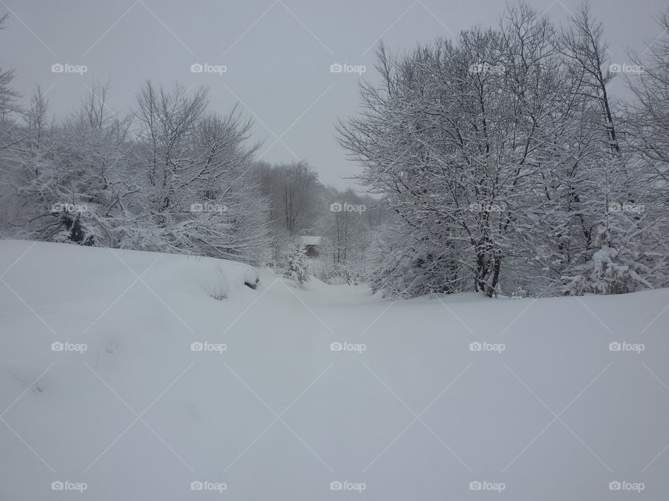 Winter landscape with snow