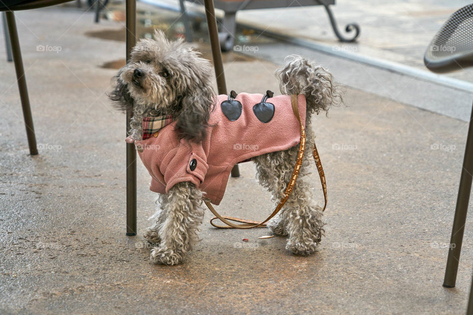 Puppy wearing pet clothing