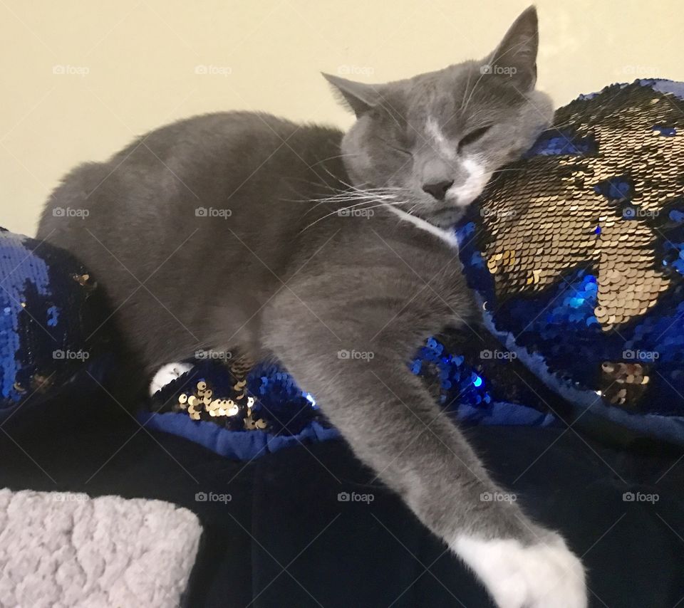 Sleeping cat with sequins pillow 